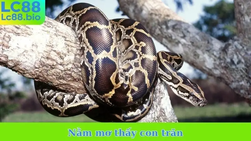 Nằm mơ thấy con trăn